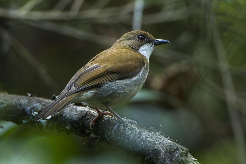 乔洛鸲鸫 / Thyolo Alethe / Chamaetylas choloensis