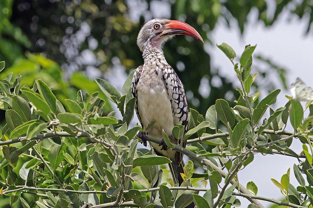 南红嘴犀鸟 / Southern Red-billed Hornbill / Tockus rufirostris