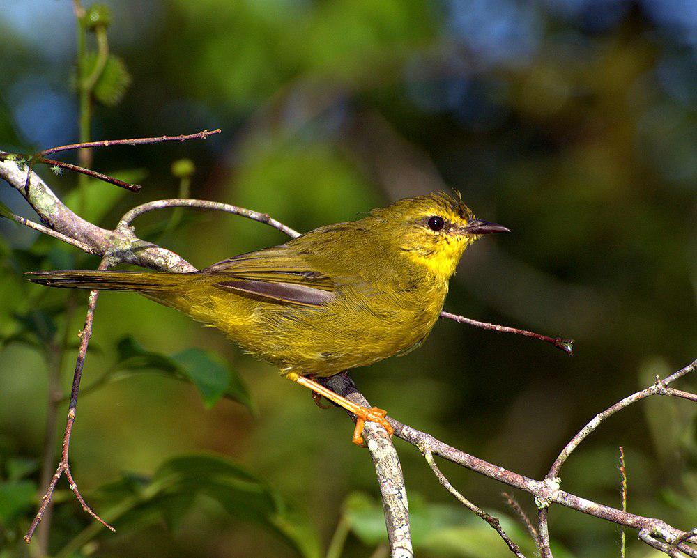 黄王森莺 / Flavescent Warbler / Myiothlypis flaveola