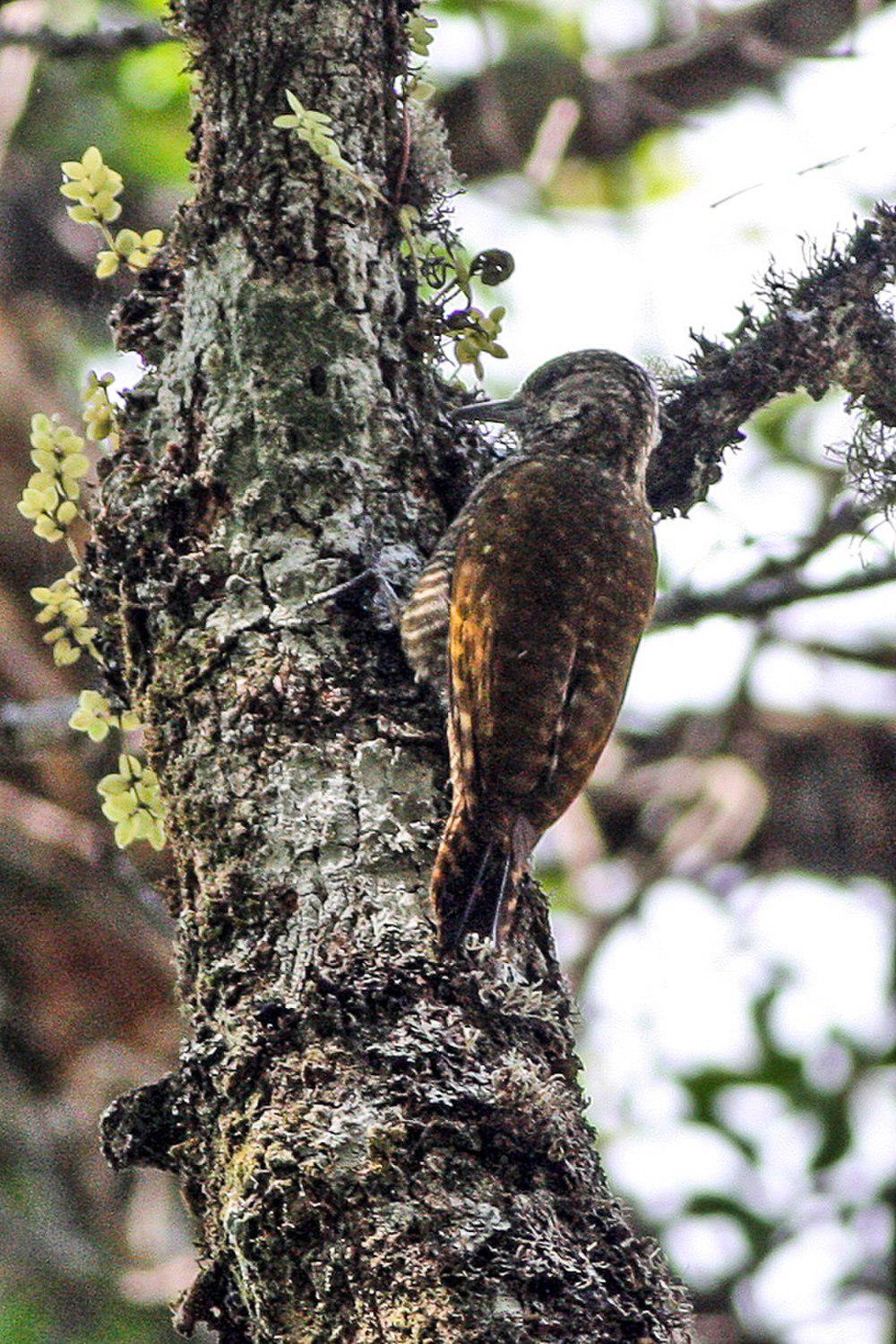 点额啄木鸟 / Dot-fronted Woodpecker / Veniliornis frontalis