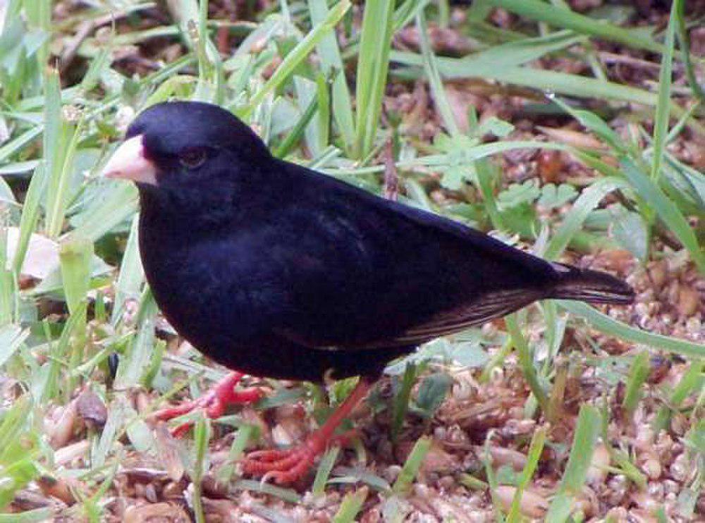 暗紫维达雀 / Dusky Indigobird / Vidua funerea