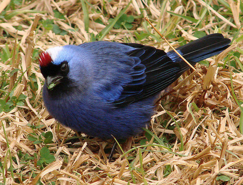 凤冠裸鼻雀 / Diademed Tanager / Stephanophorus diadematus