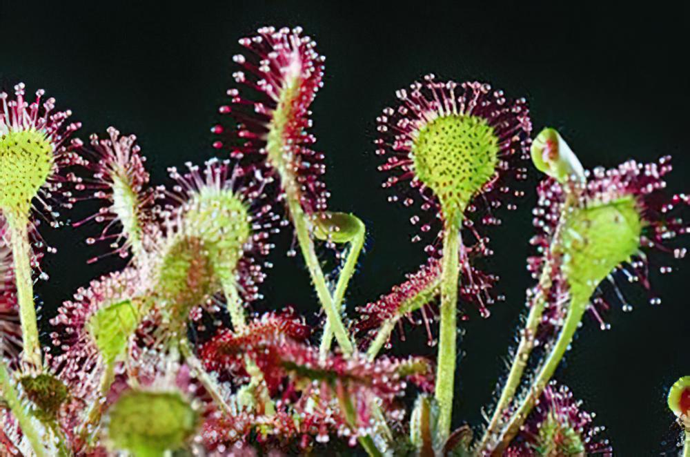 圆叶茅膏菜Round-leaf Sundew