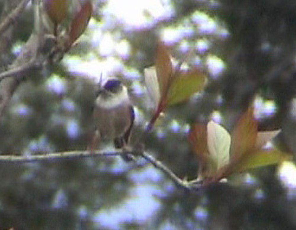 白喉长尾山雀 / White-throated Bushtit / Aegithalos niveogularis