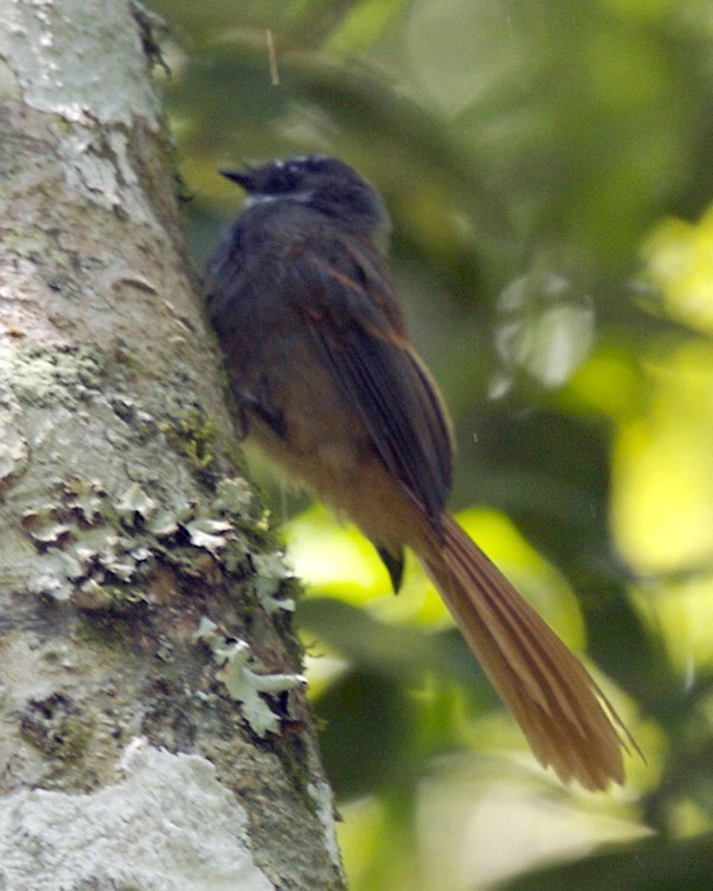 红尾扇尾鹟 / Rufous-tailed Fantail / Rhipidura phoenicura