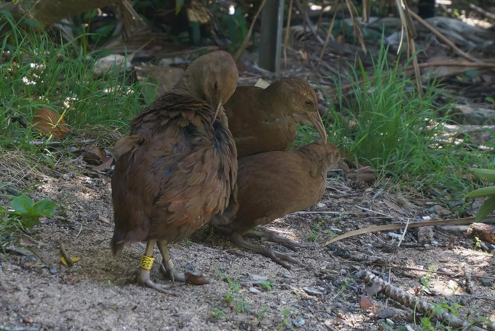 豪岛秧鸡 / Lord Howe Woodhen / Hypotaenidia sylvestris