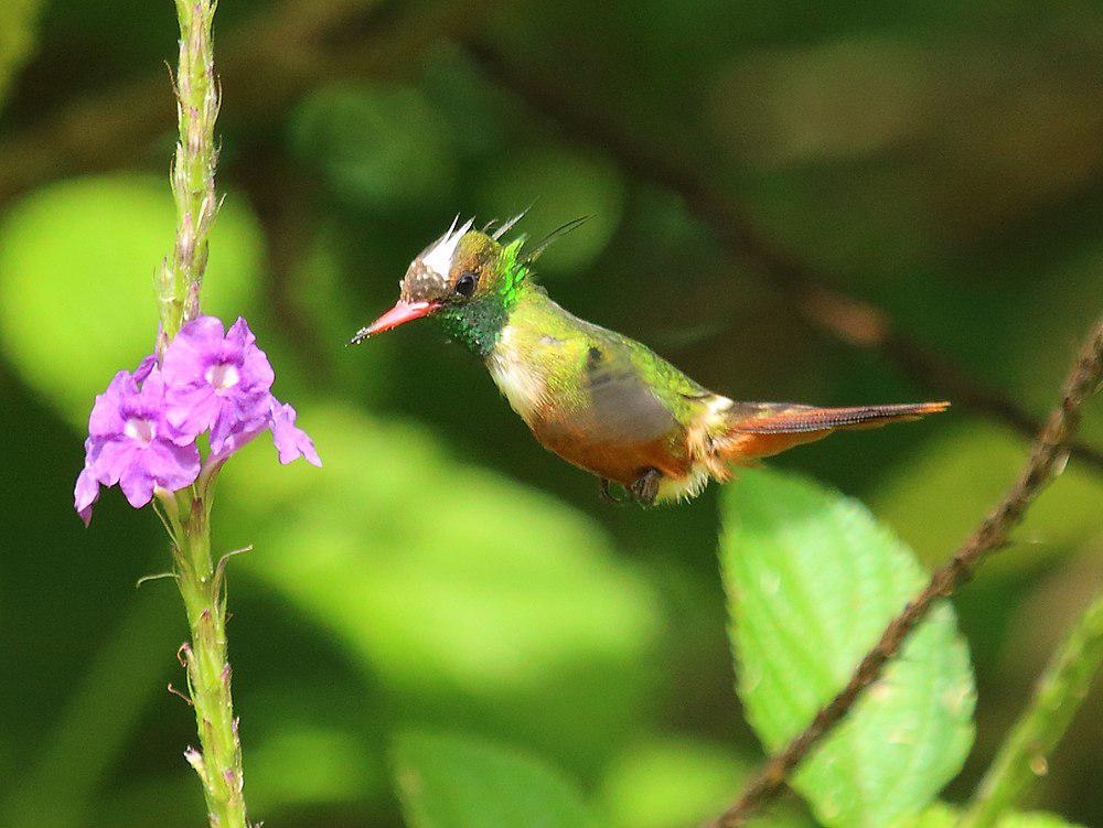 白冠蜂鸟 / White-crested Coquette / Lophornis adorabilis