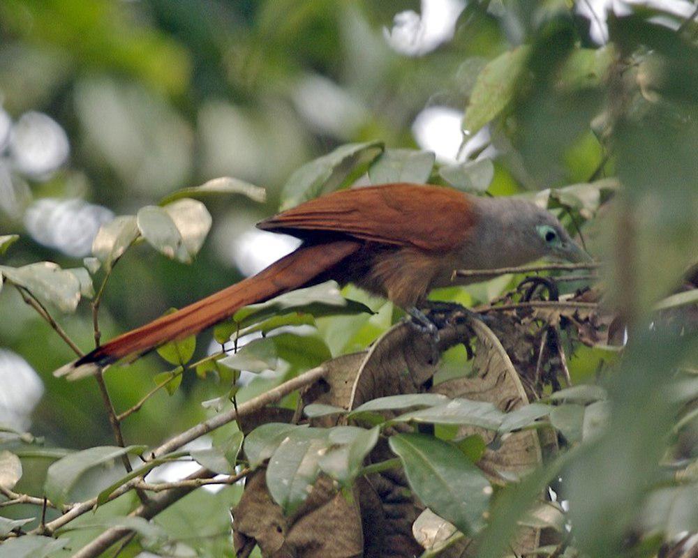 棕胸地鹃 / Raffles\'s Malkoha / Rhinortha chlorophaea