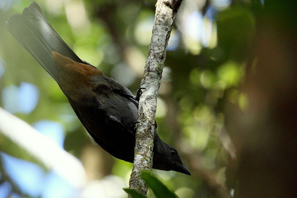 山鹃鵙 / New Caledonian Cuckooshrike / Edolisoma anale