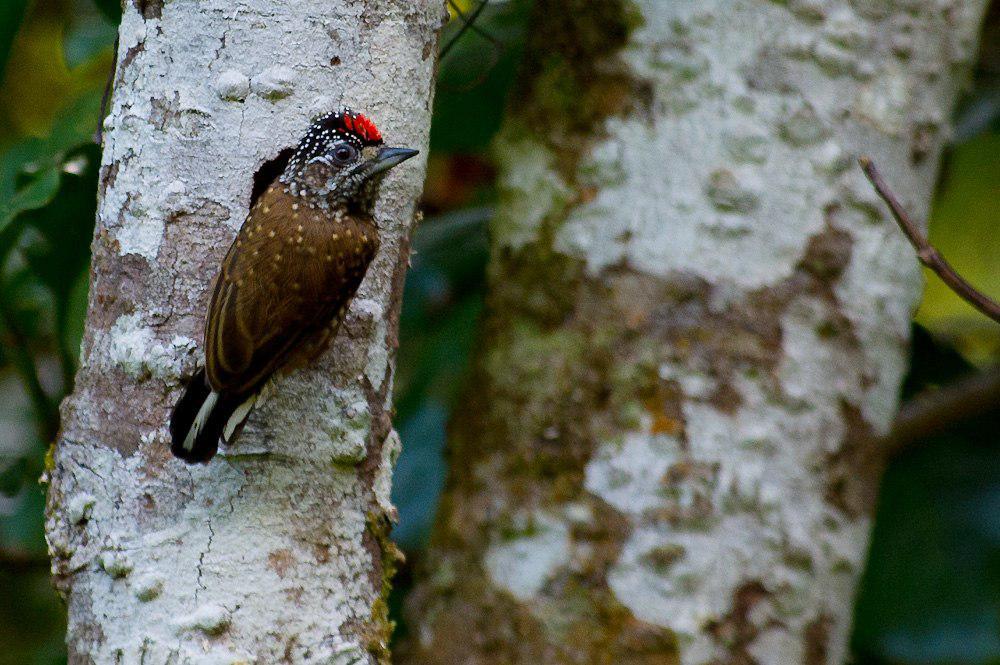 姬啄木鸟 / Spotted Piculet / Picumnus pygmaeus