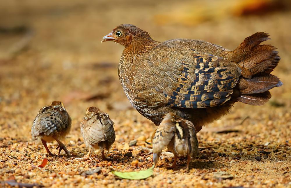 蓝喉原鸡 / Sri Lanka Junglefowl / Gallus lafayettii