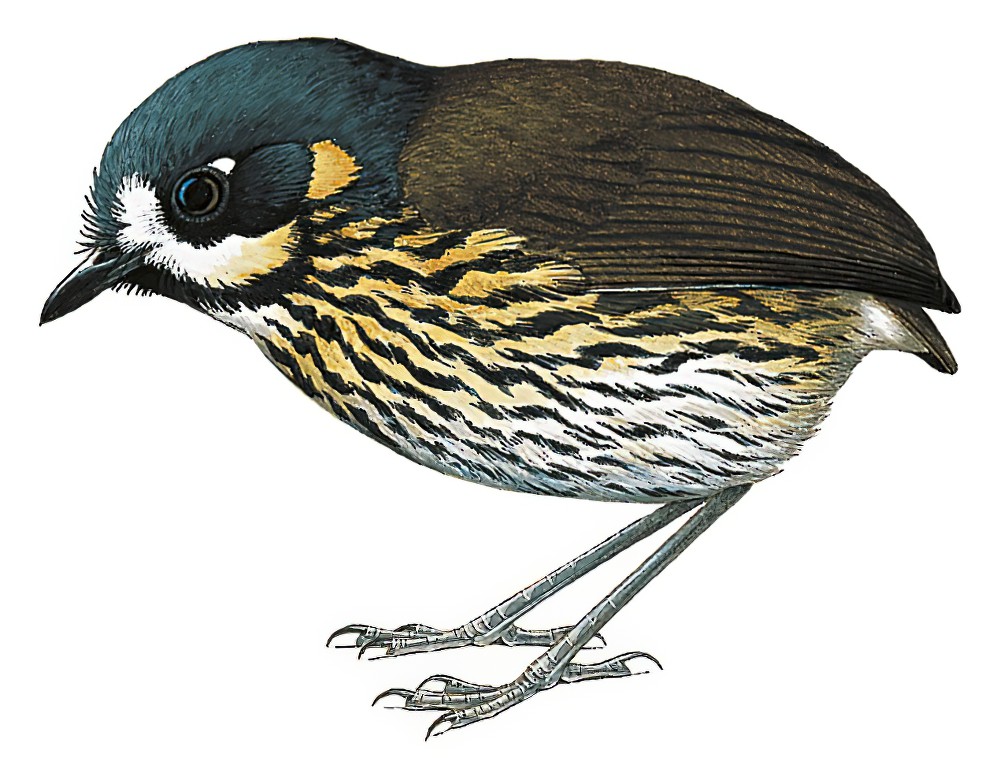 月脸蚁鸫 / Crescent-faced Antpitta / Grallaricula lineifrons