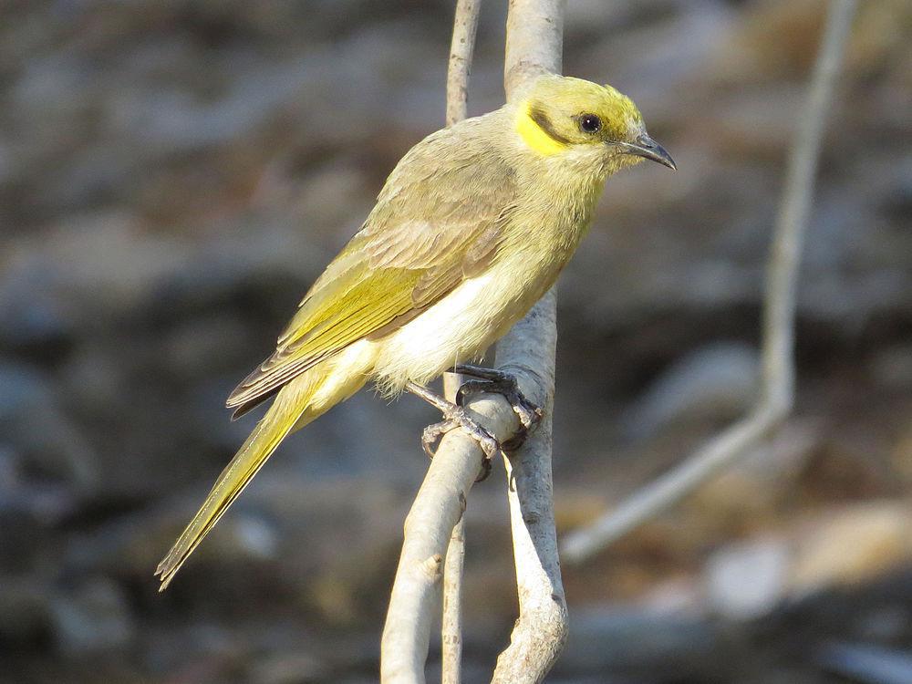 澳洲灰额吸蜜鸟 / Grey-fronted Honeyeater / Ptilotula plumula