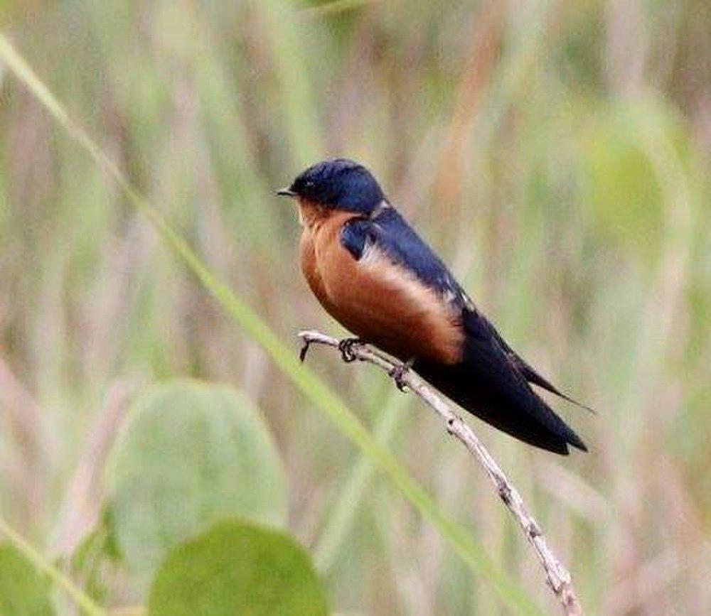 刚果燕 / Black-and-rufous Swallow / Hirundo nigrorufa