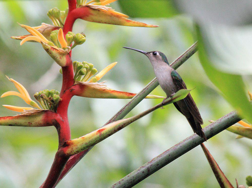 楔尾刀翅蜂鸟 / Wedge-tailed Sabrewing / Pampa pampa