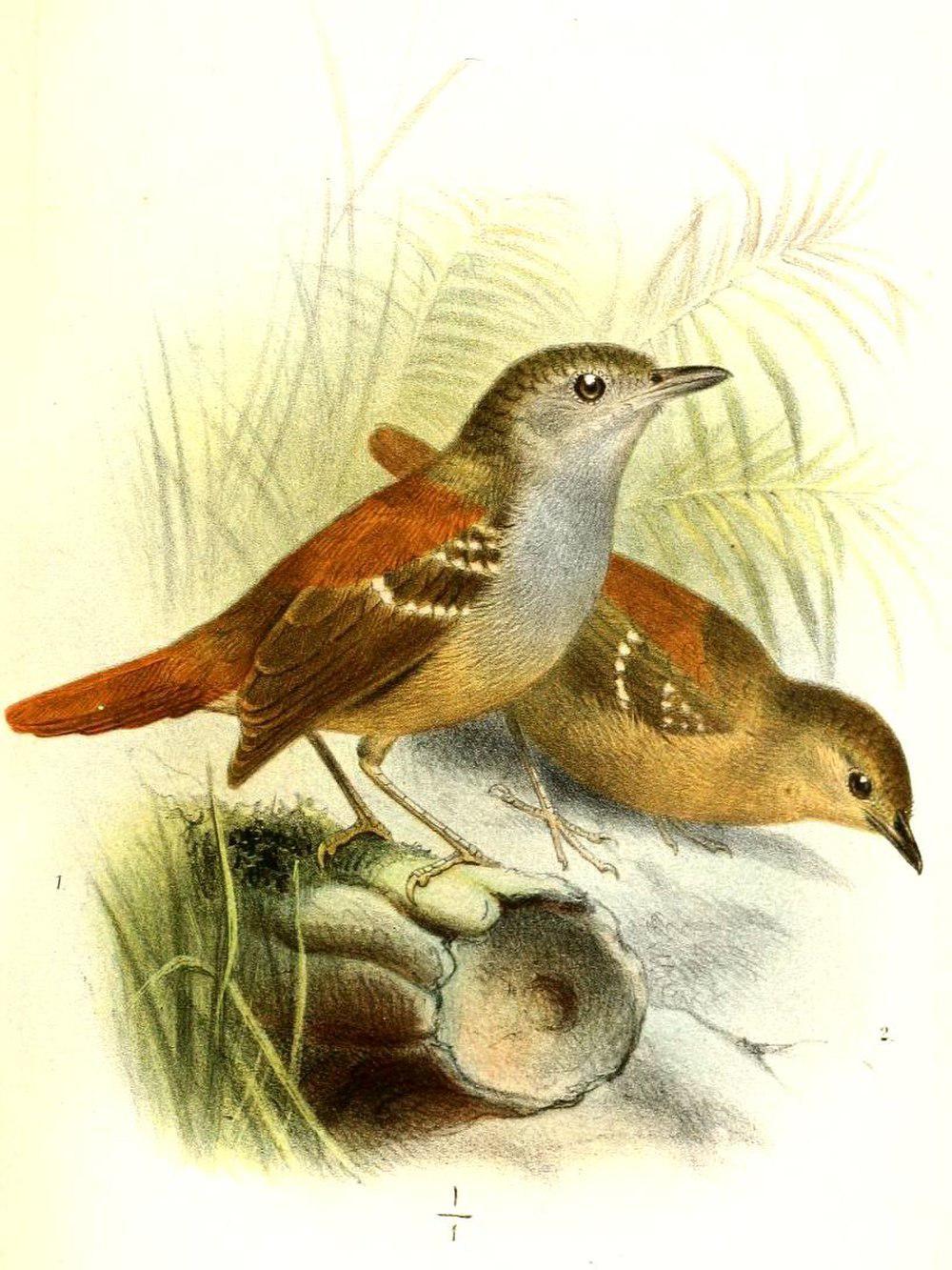 棕尾蚁鹩 / Rufous-tailed Stipplethroat / Epinecrophylla erythrura