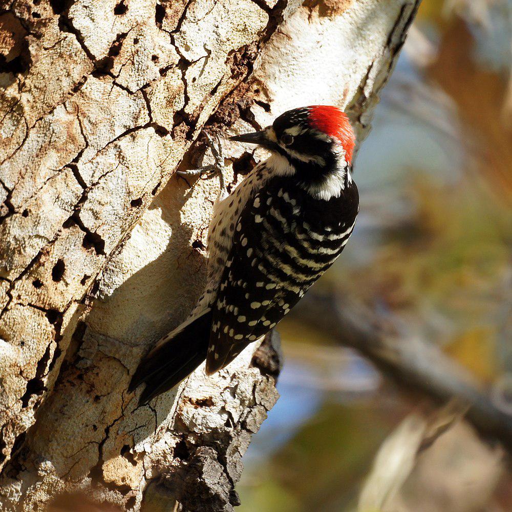 加州啄木鸟 / Nuttall\'s Woodpecker / Dryobates nuttallii