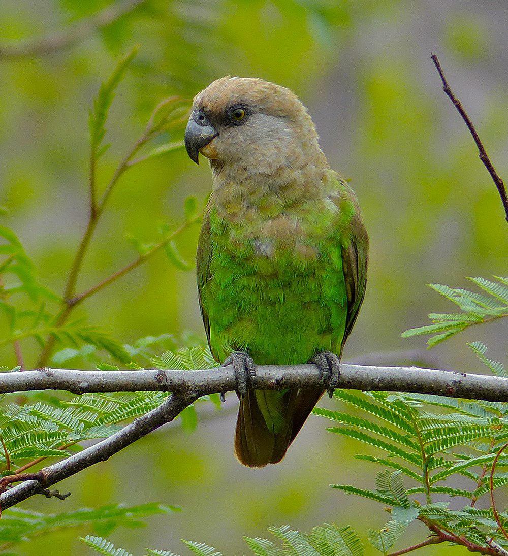 褐头鹦鹉 / Brown-headed Parrot / Poicephalus cryptoxanthus