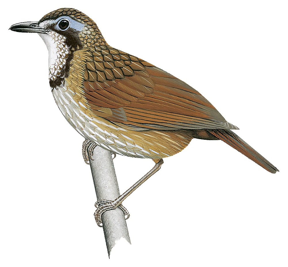 大鹪鹛 / Large Wren-Babbler / Turdinus macrodactylus