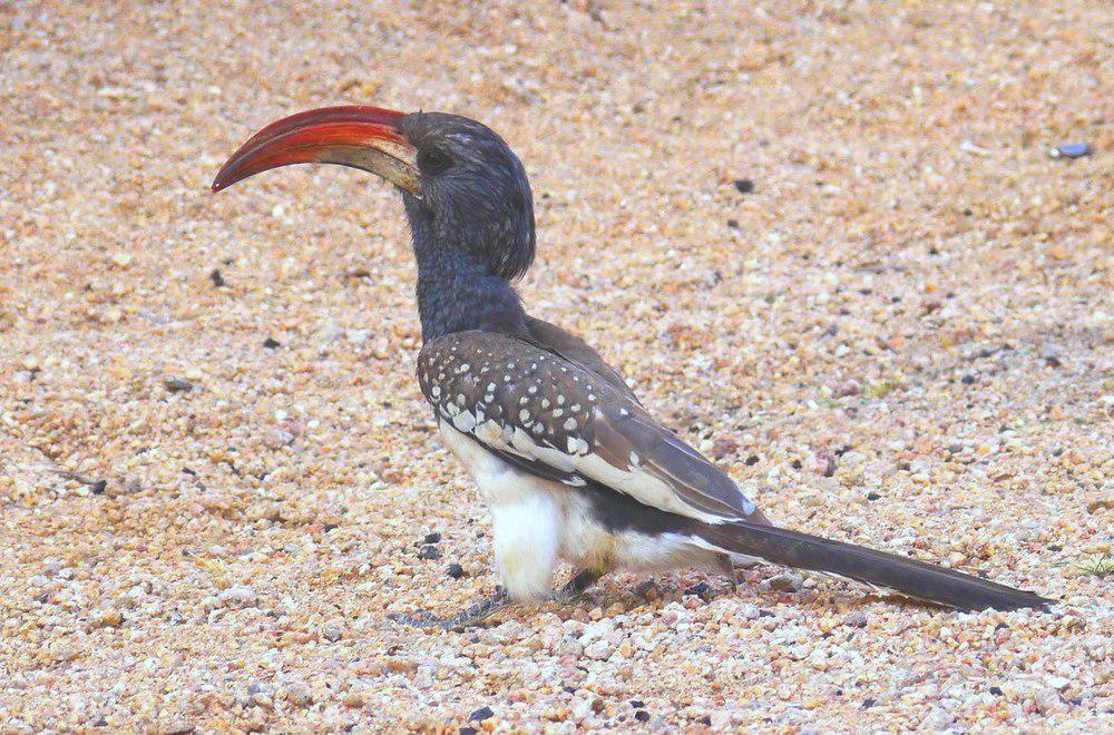 蒙氏弯嘴犀鸟 / Monteiro\'s Hornbill / Tockus monteiri