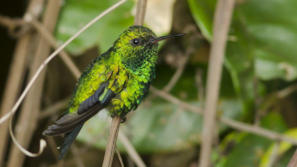 红嘴翠蜂鸟 / Red-billed Emerald / Chlorostilbon gibsoni