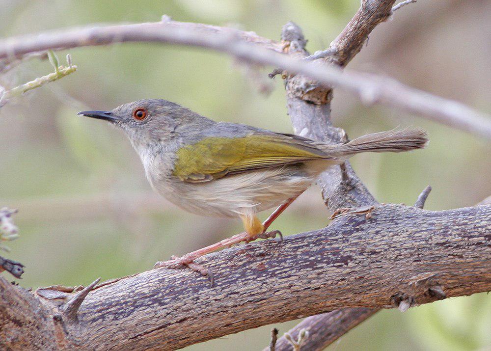 灰背拱翅莺 / Grey-backed Camaroptera / Camaroptera brevicaudata