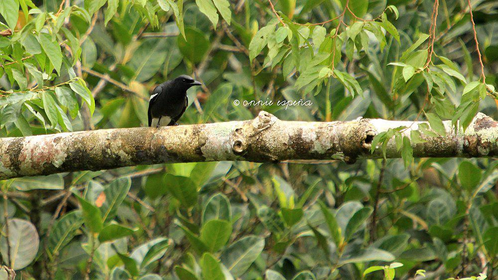 白翅鹃鵙 / White-winged Cuckooshrike / Edolisoma ostentum