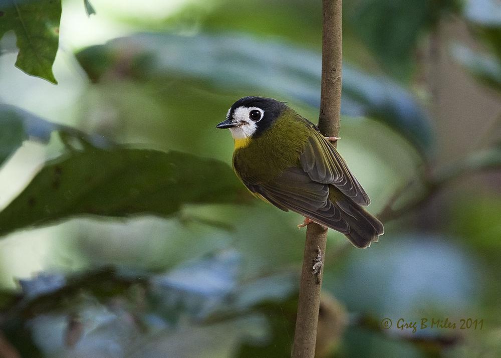 白脸歌鸲鹟 / White-faced Robin / Tregellasia leucops