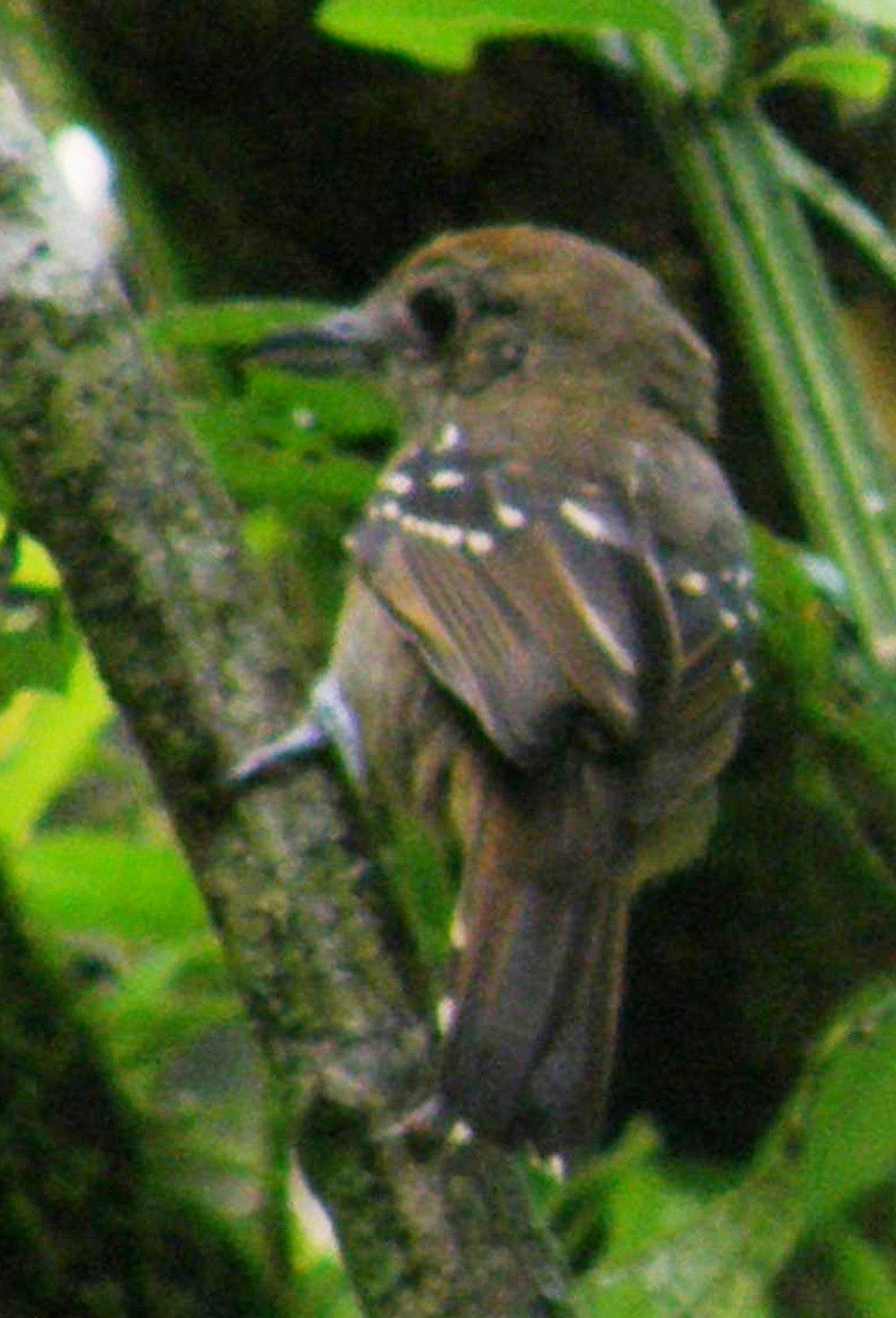 西蓝灰蚁鵙 / Black-crowned Antshrike / Thamnophilus atrinucha