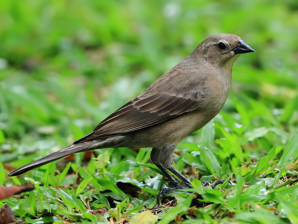 紫辉牛鹂 / Shiny Cowbird / Molothrus bonariensis