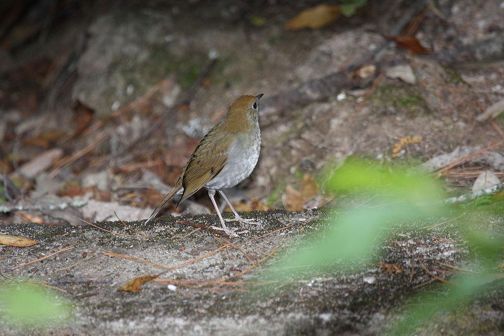 茶色夜鸫 / Russet Nightingale-Thrush / Catharus occidentalis