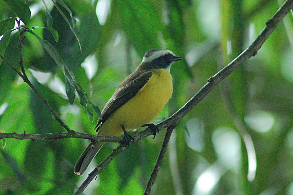 白环蚊霸鹟 / White-ringed Flycatcher / Conopias albovittatus