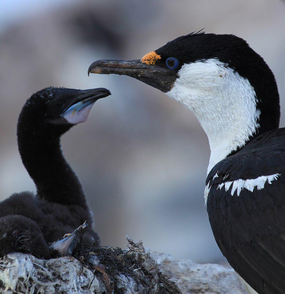 南极鸬鹚 / Antarctic Shag / Leucocarbo bransfieldensis