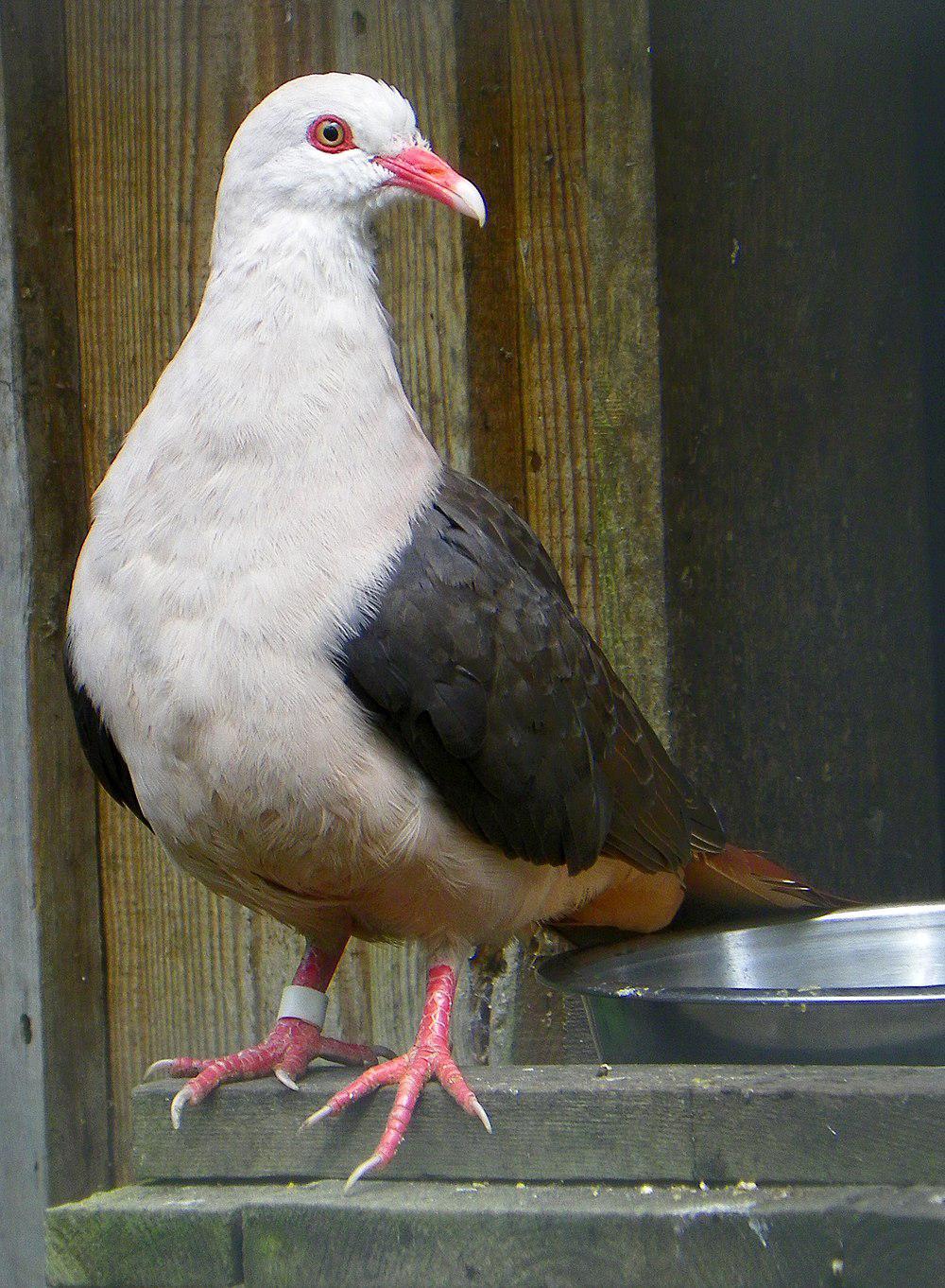 粉红鸽 / Pink Pigeon / Nesoenas mayeri