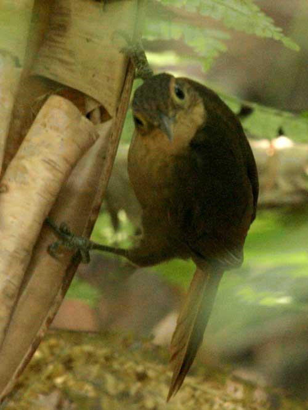 黄喉拾叶雀 / Buff-throated Foliage-gleaner / Automolus ochrolaemus