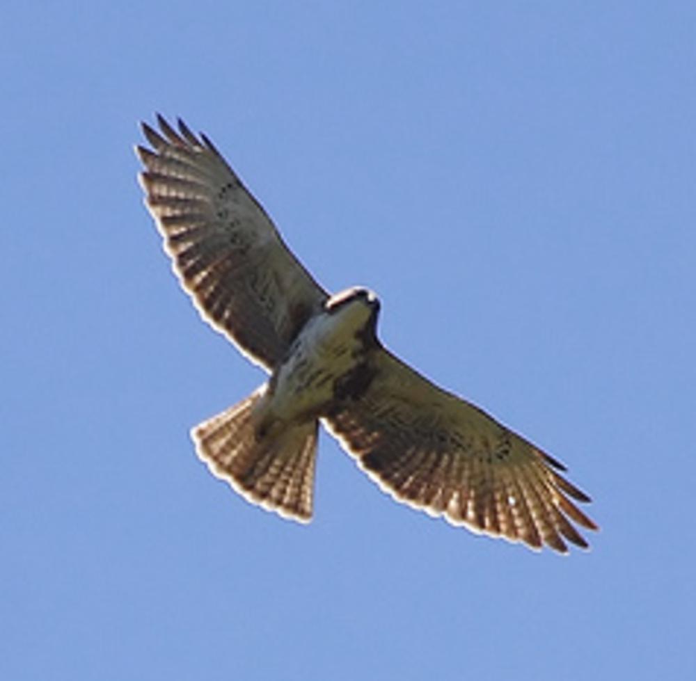 白喉鵟 / White-throated Hawk / Buteo albigula