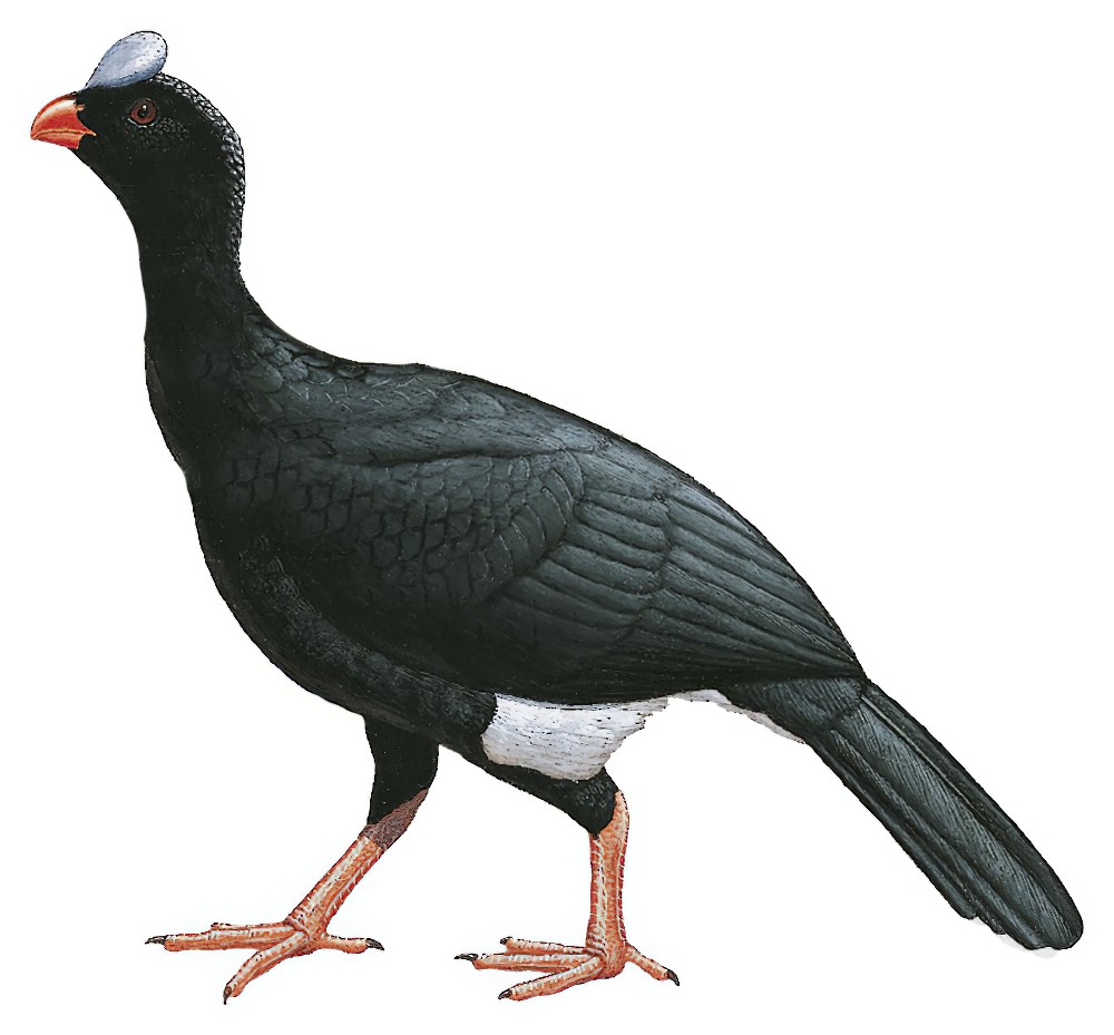 希拉盔嘴雉 / Sira Curassow / Pauxi koepckeae