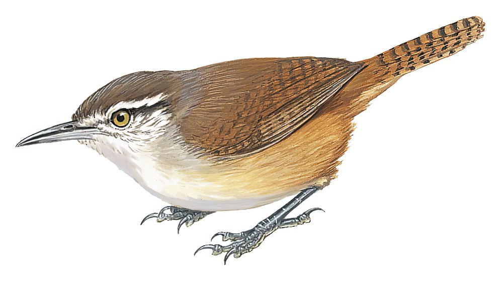 地峡苇鹪鹩 / Isthmian Wren / Cantorchilus elutus