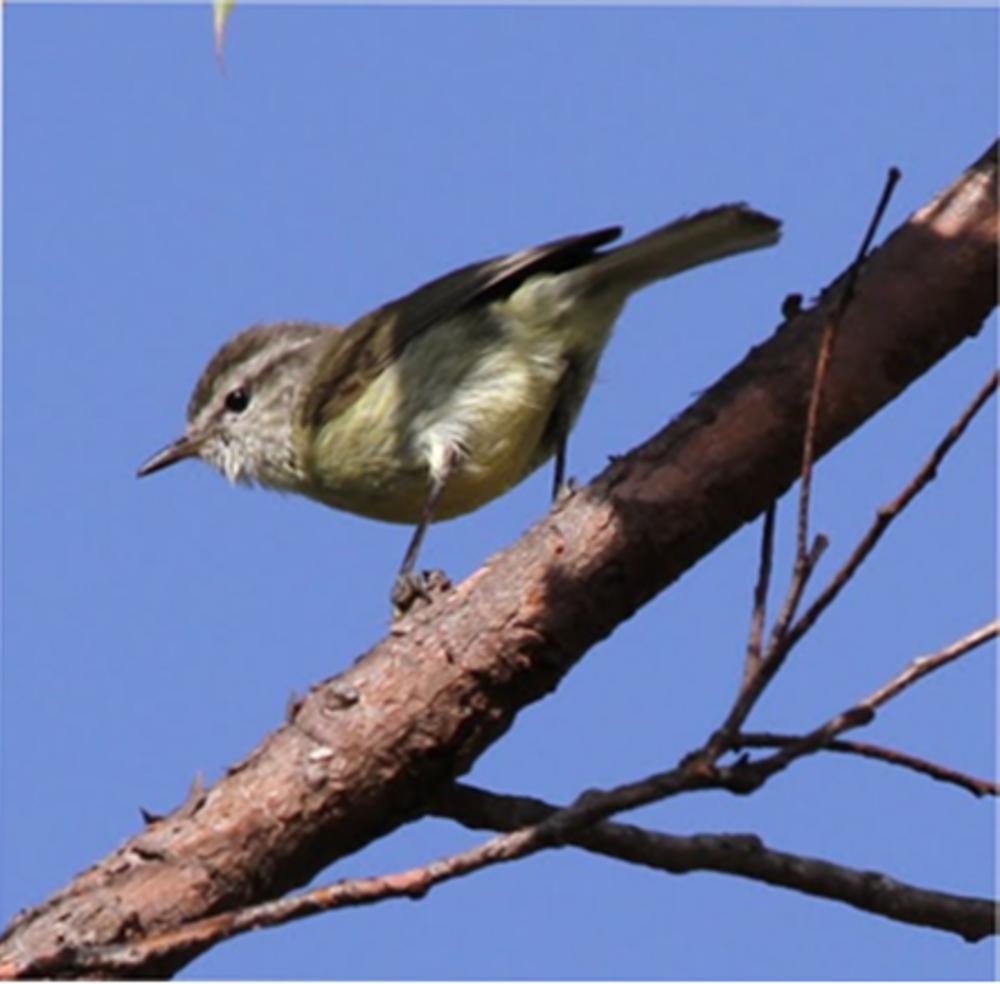 帝汶柳莺 / Timor Leaf Warbler / Phylloscopus presbytes