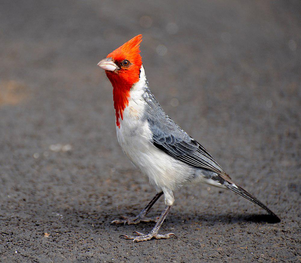 冠蜡嘴鹀 / Red-crested Cardinal / Paroaria coronata