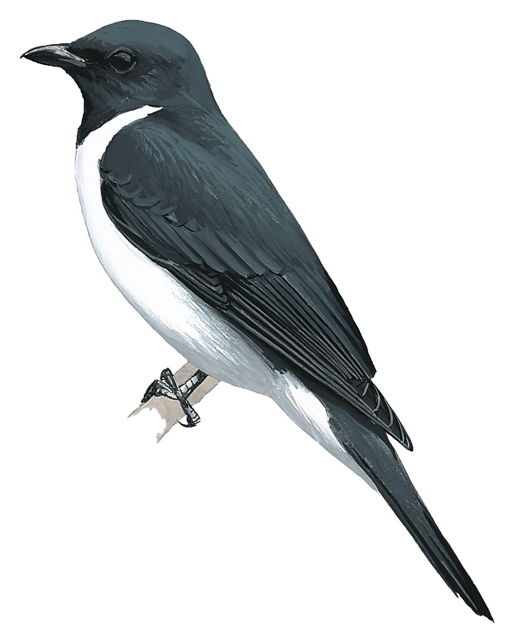 格氏鹃鵙 / Grauer's Cuckooshrike / Ceblepyris graueri