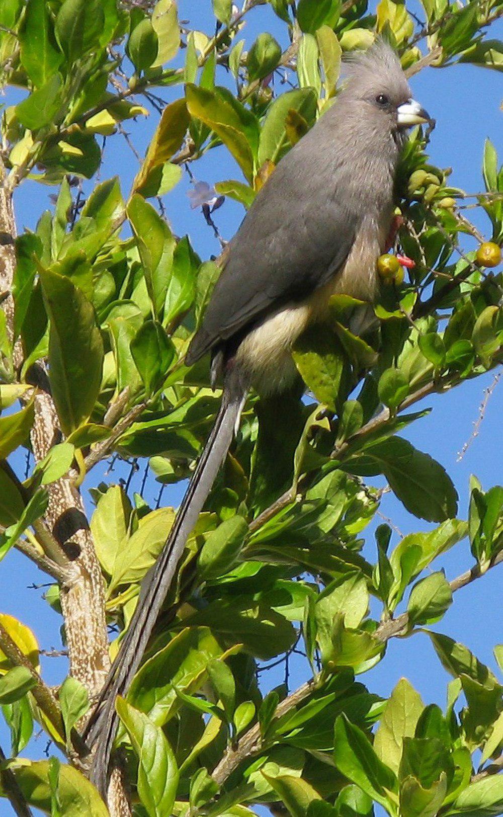 白背鼠鸟 / White-backed Mousebird / Colius colius