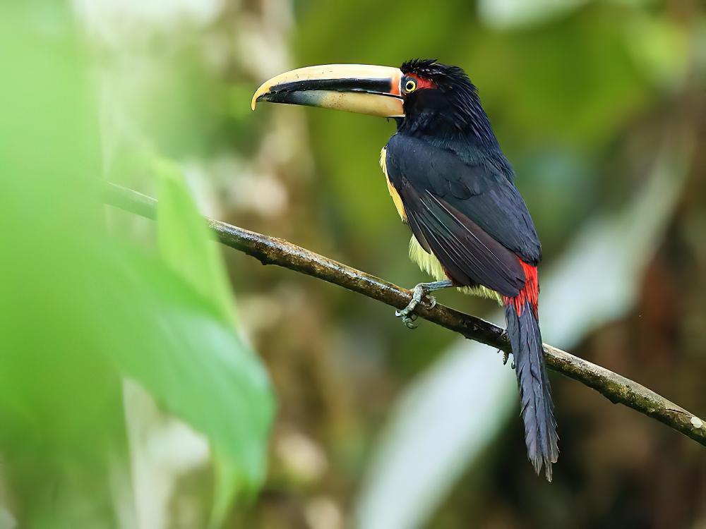 淡嘴簇舌巨嘴鸟 / Pale-mandibled Aracari / Pteroglossus erythropygius