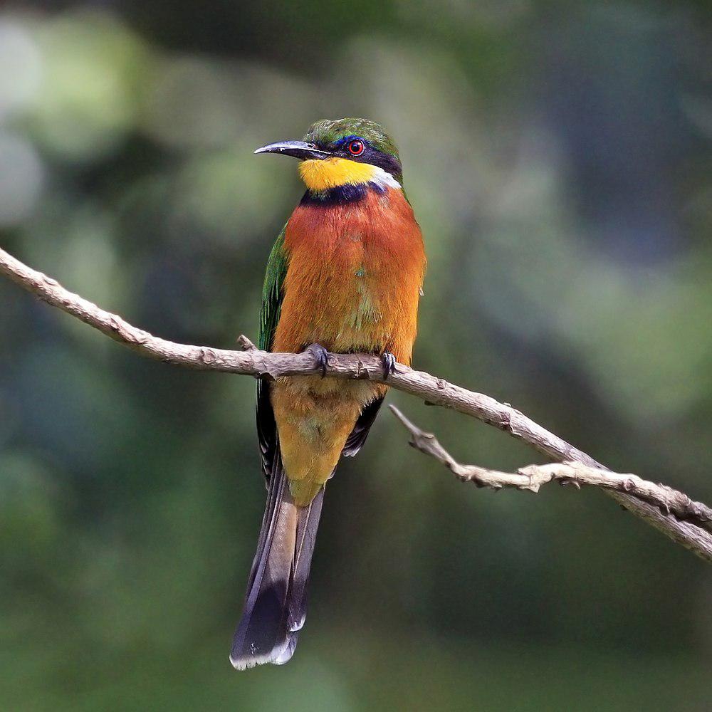 桂胸蜂虎 / Cinnamon-chested Bee-eater / Merops oreobates