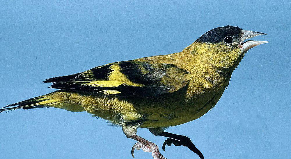 安第斯金翅雀 / Andean Siskin / Spinus spinescens