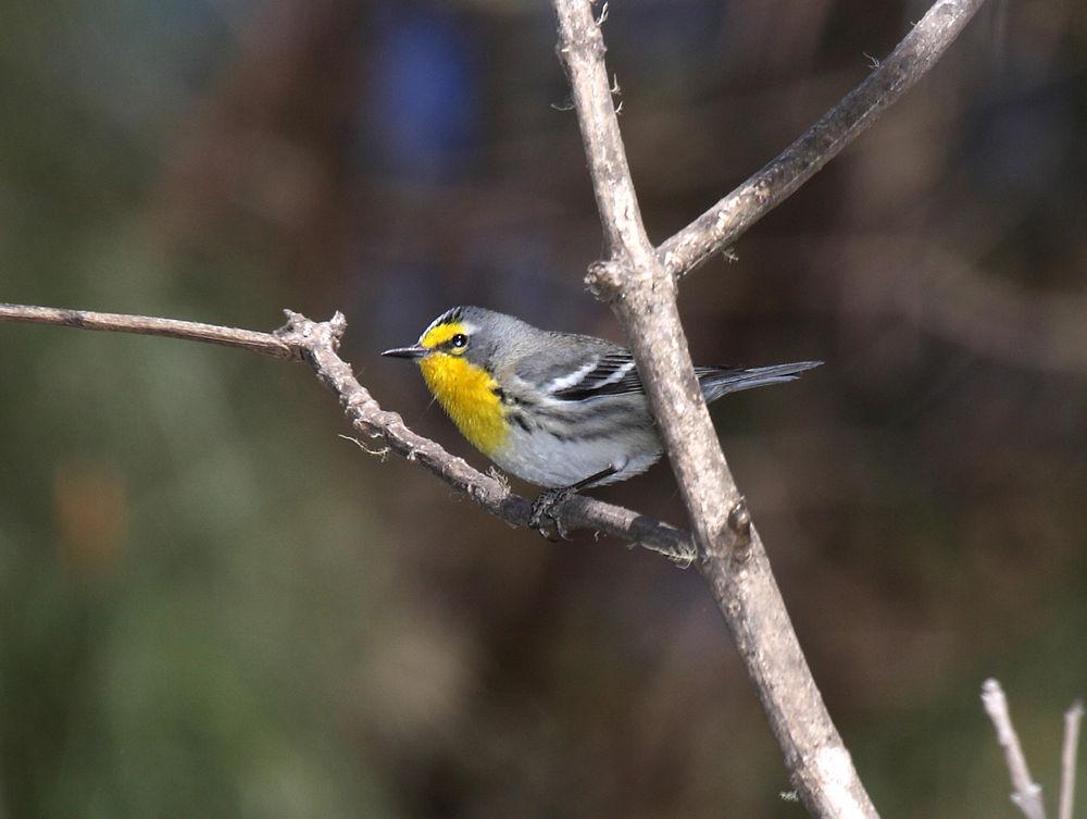 黄喉纹胁林莺 / Grace\'s Warbler / Setophaga graciae