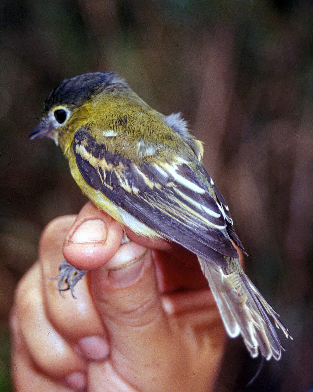 黄颊厚嘴霸鹟 / Yellow-cheeked Becard / Pachyramphus xanthogenys