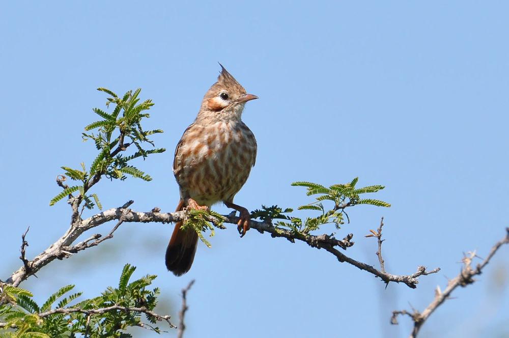 拟鹨灌丛雀 / Lark-like Brushrunner / Coryphistera alaudina