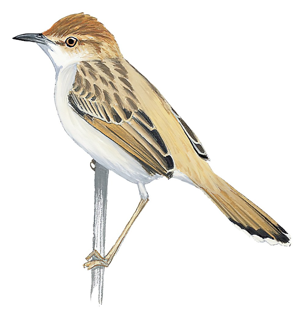 灰扇尾莺 / Tinkling Cisticola / Cisticola rufilatus