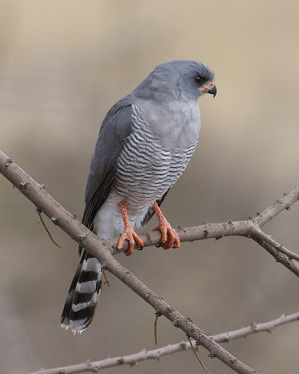 红脸歌鹰 / Gabar Goshawk / Micronisus gabar